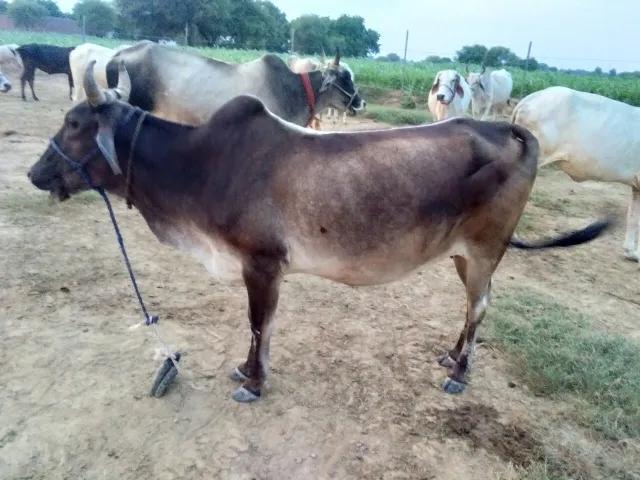 Cow shelter Gau Shala
